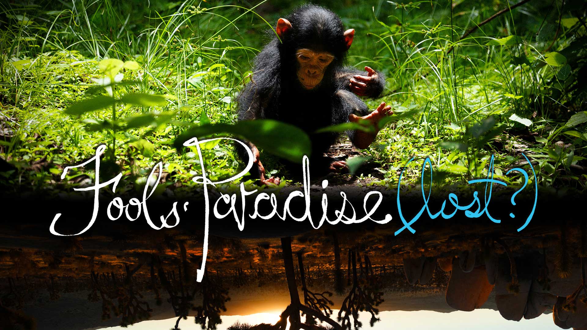 Fools' Paradise (lost?) - image