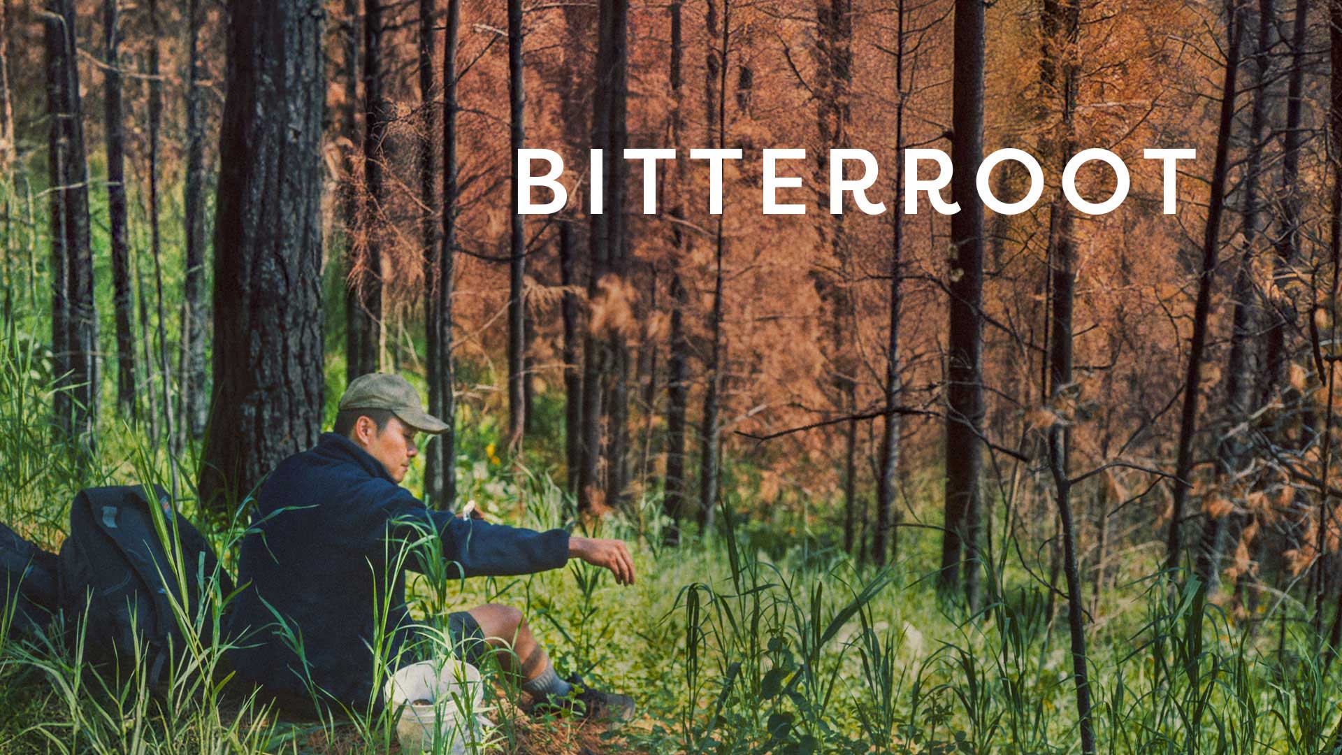 Bitterroot - image
