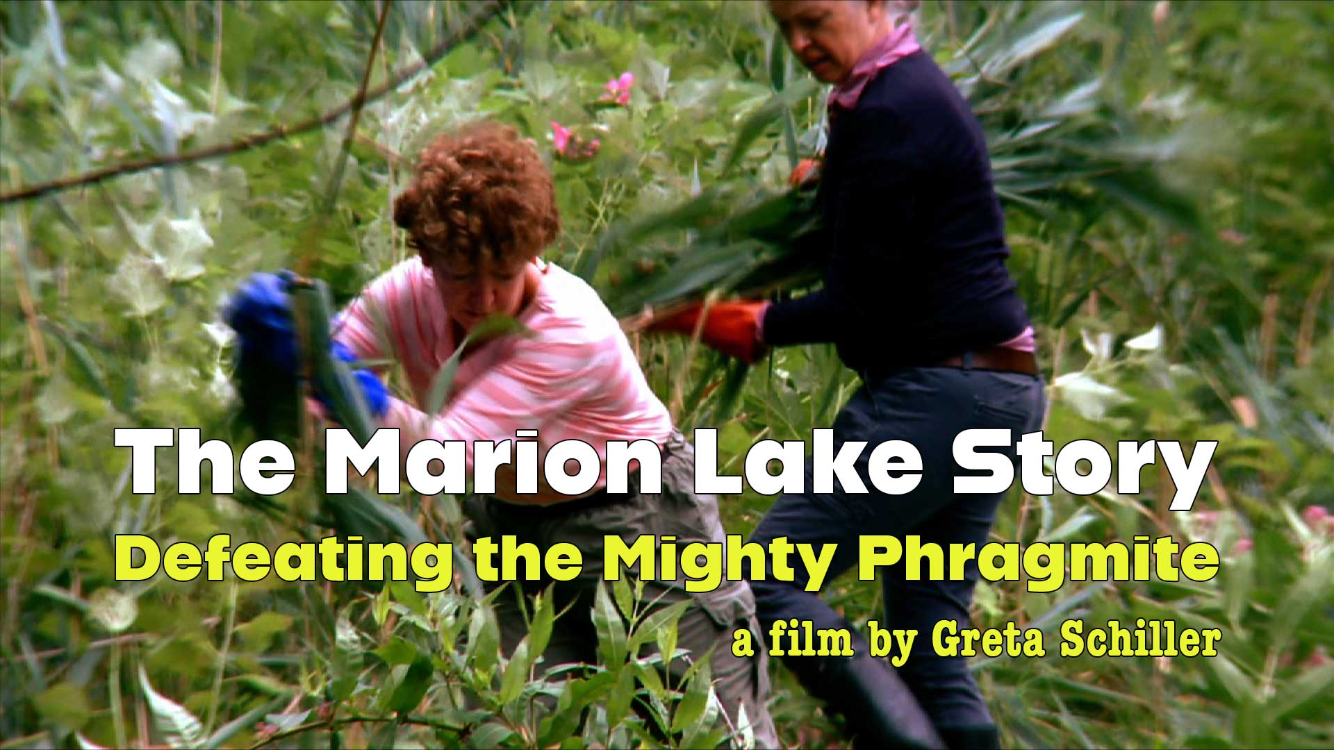 The Marion Lake Story: Defeating the Mighty Phragmite - image