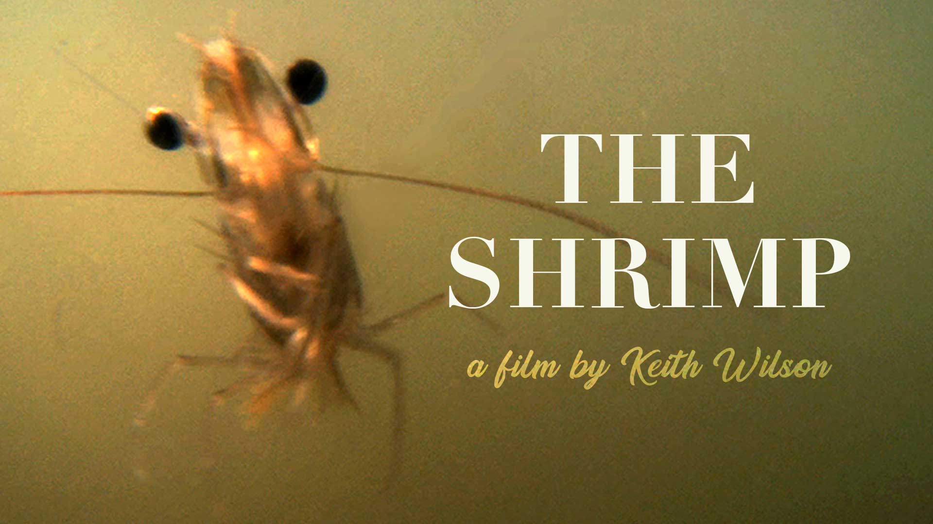 The Shrimp - image
