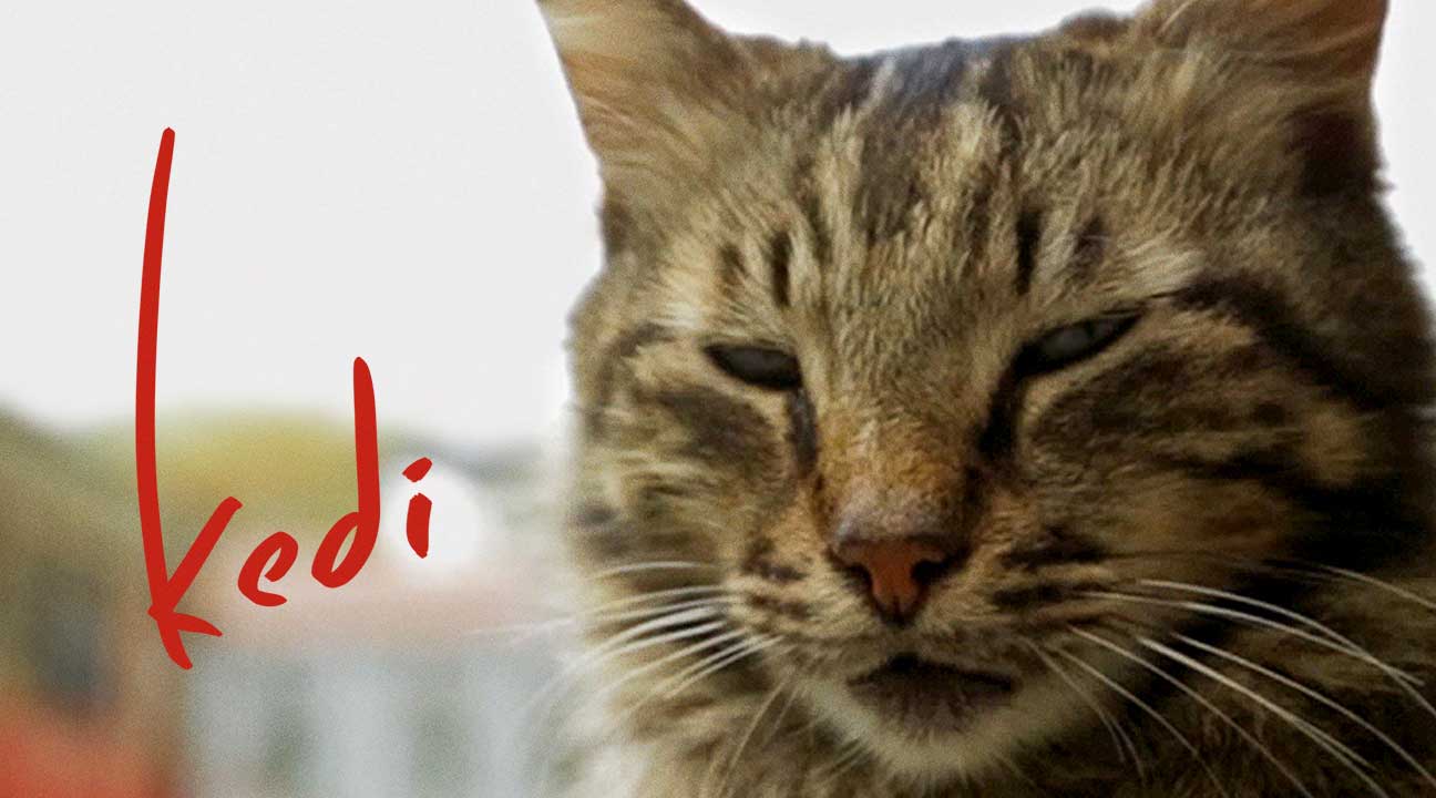 Kedi - image